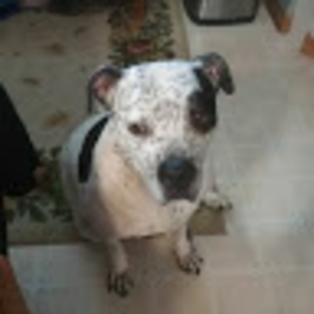 Meet your Posher, Student ava